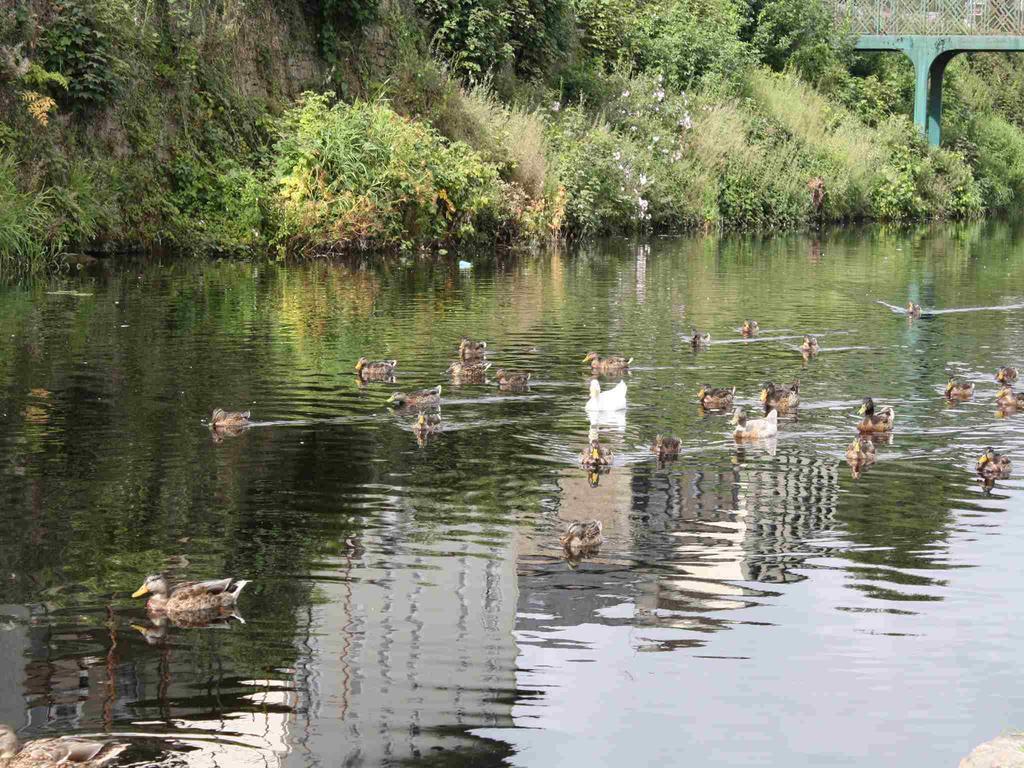 Shannon Breeze B&B Killaloe Exteriör bild